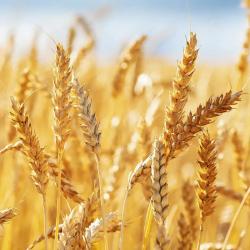 Насіння озимої пшениці Донован, 1 Репродукція