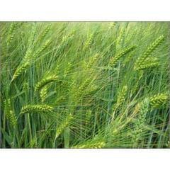  Озимий Ячмінь Люсьєн (Заатен-Уніон)