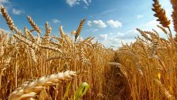 Насіння озимої пшениці Юлія 1Репродукція