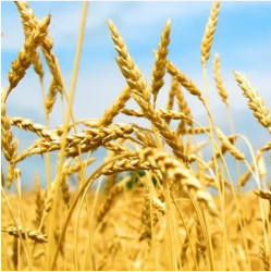 Насіння озимої пшениці Ахім 1Репродукція
