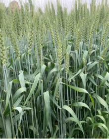 Насіння озимої пшениці Ауреліус 1Репродукція