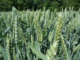 Насіння озимої пшениці Сімоніда, 1 Репродукція