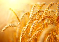 Насіння озимої пшениці Оптиміст, 1 Репродукція